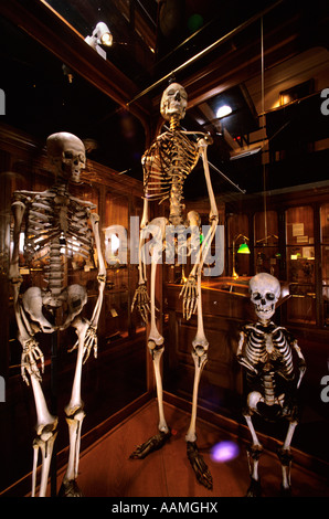 MUTTER MUSEUM COLLÈGE DES MÉDECINS DE PHILADELPHIE, en Pennsylvanie Banque D'Images