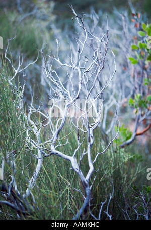 Feuille Point Manzanita et Mormon Arbuste Arbre Northern Arizona USA Banque D'Images