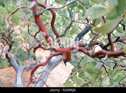 Les feuilles des plantes Point Manzanita Arizona USA Banque D'Images