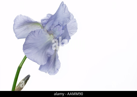 Iris germanica Jane Phillips Banque D'Images