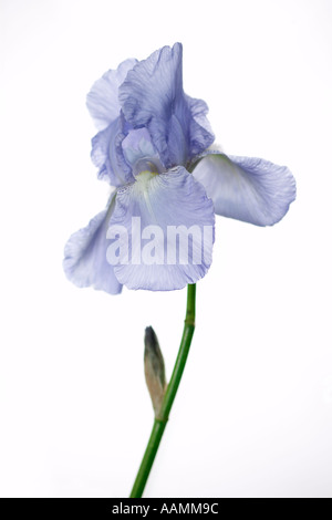 Iris germanica Jane Phillips Banque D'Images