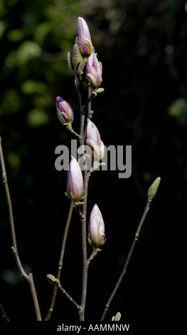 George Henry Kern sur Magnolia en fleur au printemps. Banque D'Images