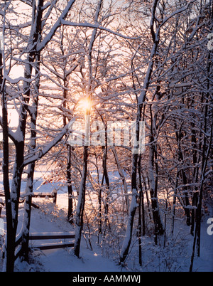 80 LA LUMIÈRE DU SOLEIL QUI GRÂCE À DE JEUNES ARBRES couverts dans la neige fraîche Nouvelle Angleterre USA Banque D'Images