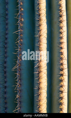 Closeup détail d'un cactus Saguaro Arizona USA Banque D'Images