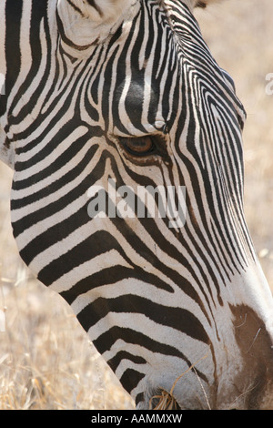 Zebra Face Close Up Banque D'Images
