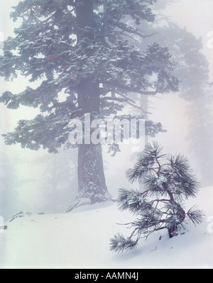 Arbres couverts de neige ANGELES NATIONAL FOREST EN CALIFORNIE Banque D'Images