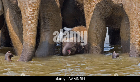 Pattes d'éléphant et son bébé Banque D'Images