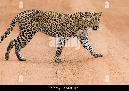 Léopard Panthera pardus kotiya asiatique Parc national de Yala au Sri Lanka Banque D'Images