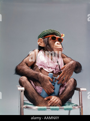 Années 1960 Années 1970 chimpanzé portant des lunettes et des vêtements d'ÉTÉ ASSIS DANS DES CHAISES HOLDING BINOCULARS Banque D'Images