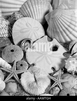 1980 ASSORTIMENT DE COQUILLAGES OURSINS DE MER SUR LE SABLE ET CORAIL Banque D'Images