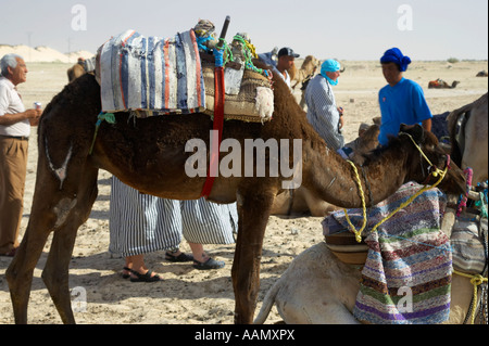 Dirty à dromadaire avec selle sur son dos attend pour prendre les touristes en voyage dans le désert du sahara à Douz, Tunisie Banque D'Images