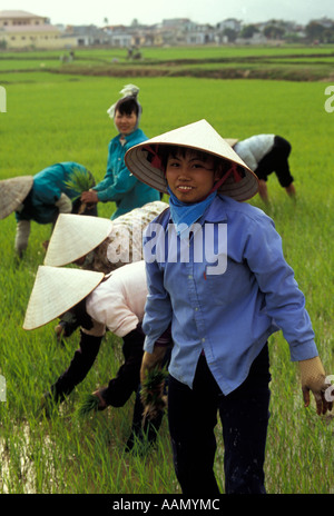 Les femmes en rizière le repiquage du riz, Dien Bien Phu, Vietnam du Nord Banque D'Images