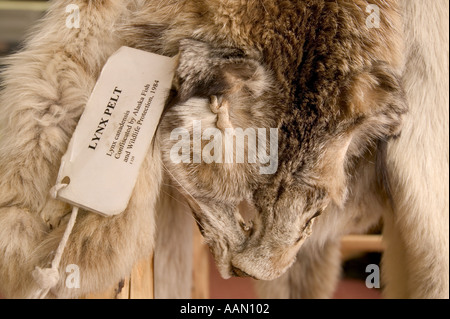 Peau de lynx capturés illégalement Denali National Park Banque D'Images