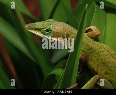 Climats lézard vert et se cache dans les feuilles d'un vert lumineux. Banque D'Images