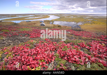 Le raisin d'arctique dans la toundra chasse des Shishmaref Eskimo avec cabanes de chasse en arrière-plan Banque D'Images