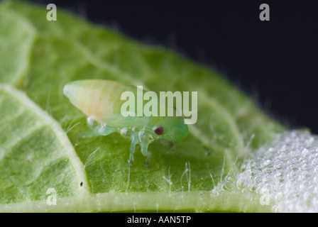 Philaenus spumarius froghopper Banque D'Images