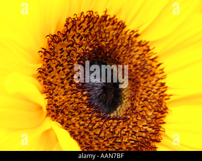 ULTRA DE PRÈS DE L'ŒIL D'UN TOURNESOL Banque D'Images