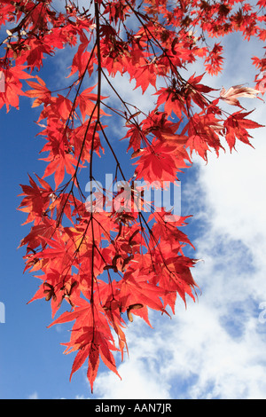 Feuilles pourpre d'érable japonais vu contre le bleu de l'automne ciel à Westonbirt Arboretum dans le Gloucestershire Banque D'Images