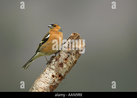 Chaffinch Fringilla coelebs perché sur une branche de bouleau d'argent dans les montagnes de l'Ecosse UK Europe Banque D'Images