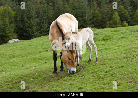 Cheval de Przewalski Equus przewalski mère et nouveau-né poulain debout dans un domaine et Banque D'Images