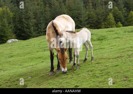 Cheval de Przewalski Equus przewalski mère et nouveau-né poulain debout dans un domaine et Banque D'Images
