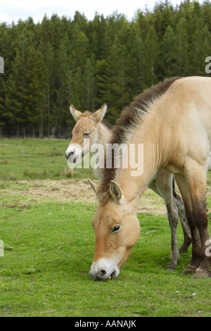Cheval de Przewalski Equus przewalski mère et nouveau-né poulain debout dans un domaine et Banque D'Images