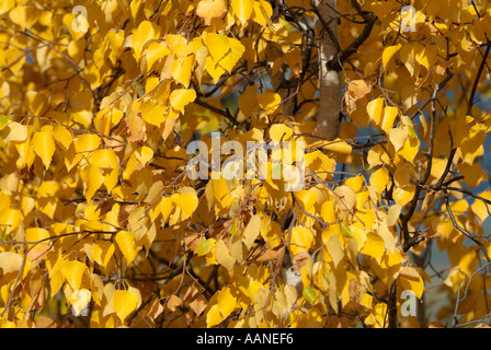 Feuilles de tremble dans la couleur en automne, Dawson City, Yukon, Canada Banque D'Images
