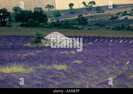 Borie, cabane typique. Sault. Vaucluse. Provence-Alpes-Côte d’Azur. France Banque D'Images