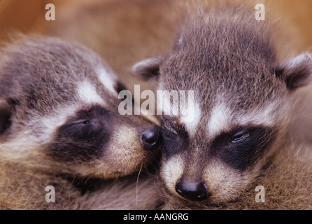 Ratons Laveurs Bebe Accroche A Chaque Autre Washington Usa Marysville Photo Stock Alamy
