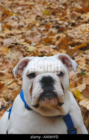 Portrait d'un bulldog Anglais Nano Calvo VWPics com Banque D'Images