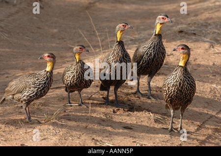 Francolin à cou jaune (Francolinus leucoscepus), cinq personnes se tenant sur le sol, au Kenya, Samburu National Reserve, Isiolo Banque D'Images