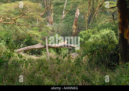 Leopard (Panthera pardus), leopard reposant sur une branche d'une forêt profonde, au Kenya, le lac Nakuru NP Banque D'Images