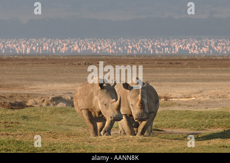 Rhinocéros blanc, carré-lipped rhinoceros, grass rhinoceros (Ceratotherium simum), deux personnes côte à côte, flamants dans Banque D'Images