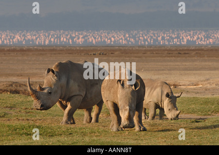 Rhinocéros blanc, carré-lipped rhinoceros, grass rhinoceros (Ceratotherium simum), trois personnes côte à côte, flamants j Banque D'Images