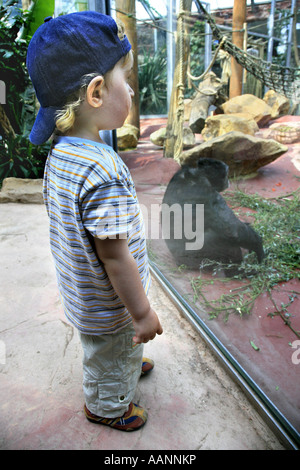 Petit garçon en face de ape boîtier dans le zoo, Allemagne Banque D'Images