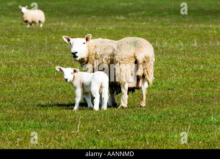 Brebis et son agneau debout dans un champ herbeux et regardant la caméra. Banque D'Images