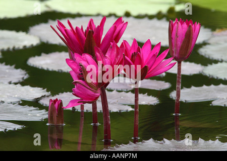 Nénuphar (Nymphaea tropicaux spec.), Allemagne Banque D'Images