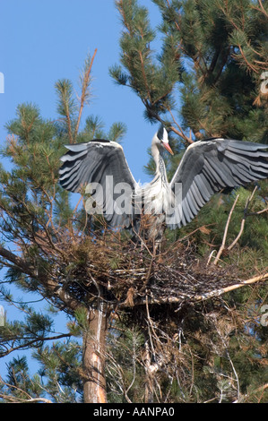 Shire Ross Glenelg Ecosse heron landing gris ailes déployées sur le nid à une héronnière près de Kylerhea Ardea cinerea Banque D'Images