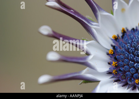 Ostéospermum avec pétales de l'arrosant communément connu sous le nom de Cape Daisy Banque D'Images