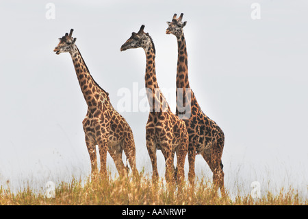 Les Masais Girafe (Giraffa camelopardalis tippelskirchi), 3 girafes, vue contre le ciel, Kenya, Masai Mara National Park Banque D'Images