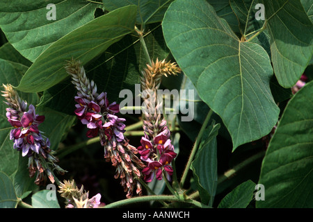 Vigne kudzu, kudzu (Pueraria lobata), bluehend Banque D'Images