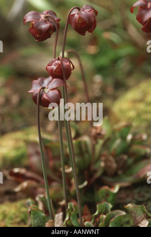Le nord de la sarracénie pourpre (Sarracenia purpurea), Installations complètes Banque D'Images