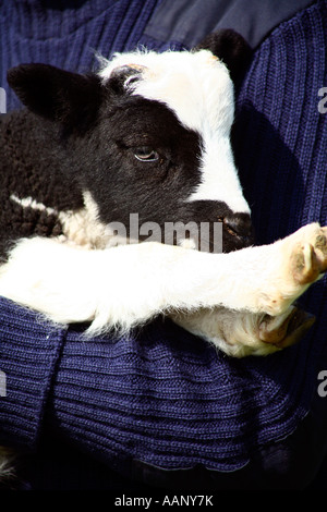 Farmer holding Jacobs lamb, Devon, Angleterre Banque D'Images