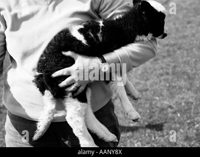 Farmer holding Jacobs lamb, Devon, Angleterre Banque D'Images