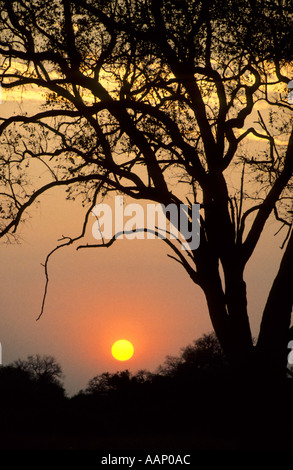 Coucher de soleil sur le parc national de South Luangwa, en Zambie Banque D'Images