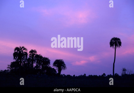 Coucher de soleil sur le Yatay Butia yatay, palmiers, le Parc National El Palmar, Argentine Banque D'Images