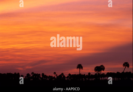 Coucher de soleil sur le Yatay Butia yatay, palmiers, le Parc National El Palmar, Argentine Banque D'Images