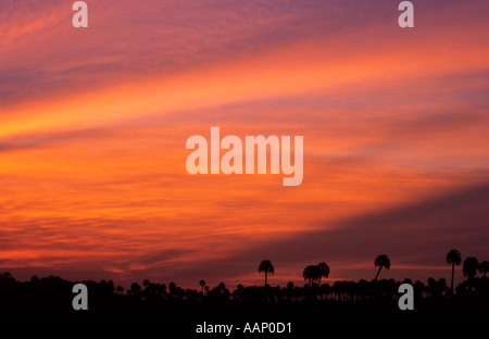 Coucher de soleil sur le Yatay Palmiers, le Parc National El Palmar, Argentine Banque D'Images