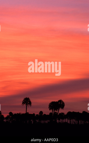 Coucher de soleil sur le Yatay Palmiers, le Parc National El Palmar, Argentine Banque D'Images