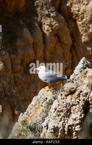 Plage de l'Algarve, Portugal seagull Banque D'Images